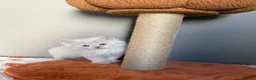 British Shorthair cats for sale: 🤍✨Exceptional GCCF Registered BSH&BLH Kittens  - Advert 8