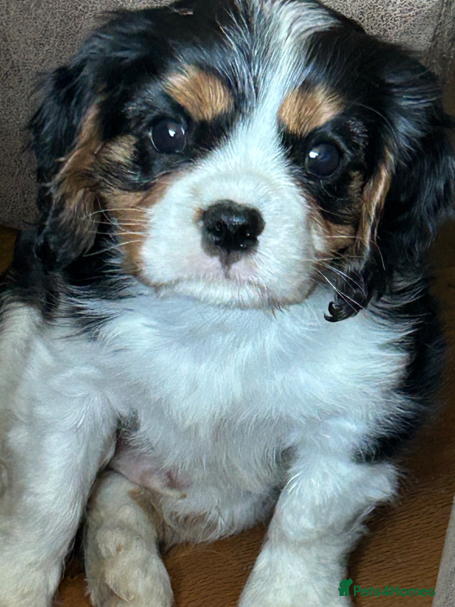 Cavalier King Charles Spaniel dogs Tricolour and ruby boys  - Advert 7