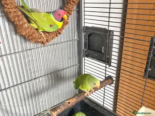 Parakeets birds Plum Headed Parakeet - Advert 4