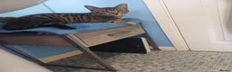 Mixed Breed cats for sale: X2 female tabby kittens in Basingstoke - Advert 18