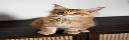 Maine Coon cats for sale: 5 Beautiful Russian Import Kittens TICA - Advert 4
