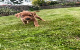 Labrador Retriever dogs for sale: Stunning, KC registered, Fox Red Labrador puppies. - Image 13