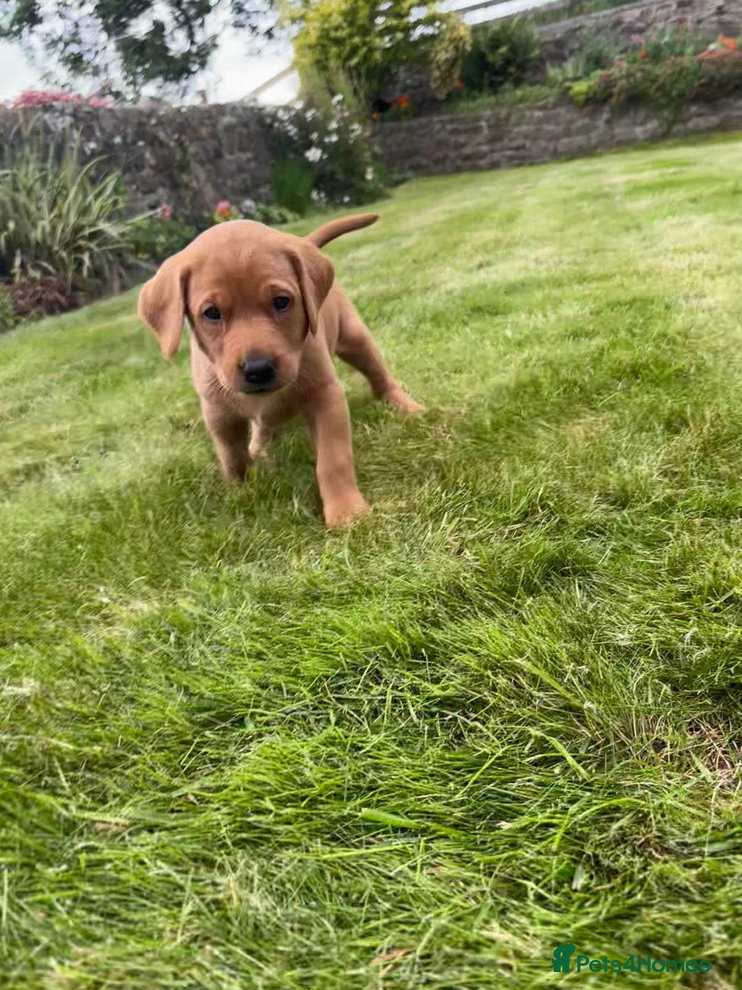 Labrador Retriever dogs for sale: Stunning, KC registered, Fox Red Labrador puppies. - Image 13