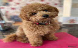 Toy Poodle dogs for sale: Toy poodles arriving soon  - Image 13