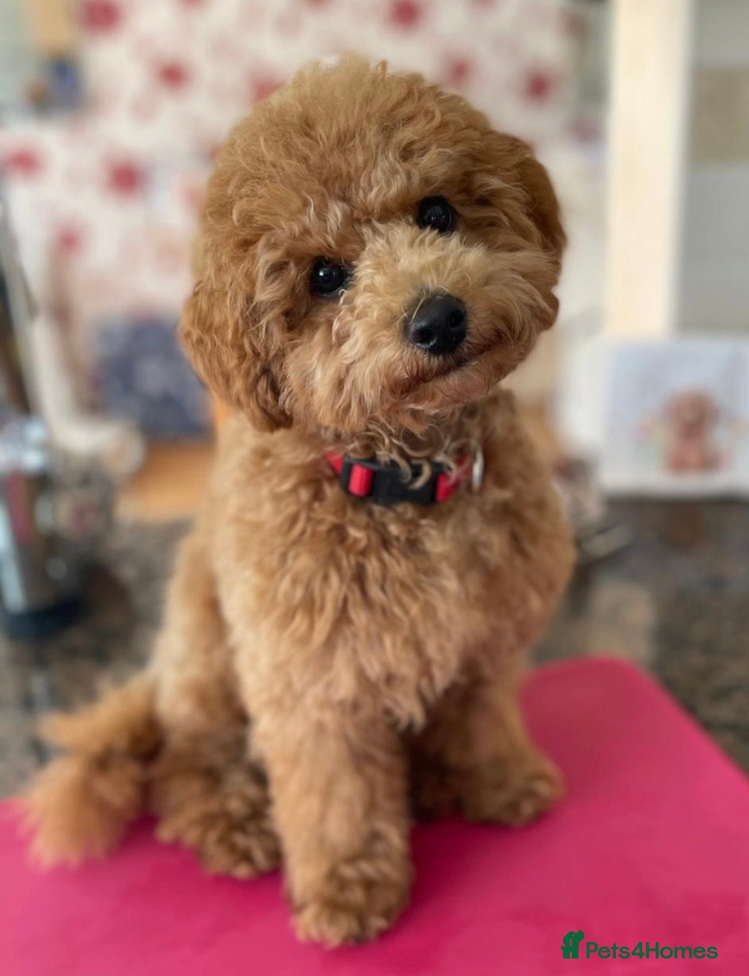 Toy Poodle dogs for sale: Toy poodles arriving soon  - Image 13