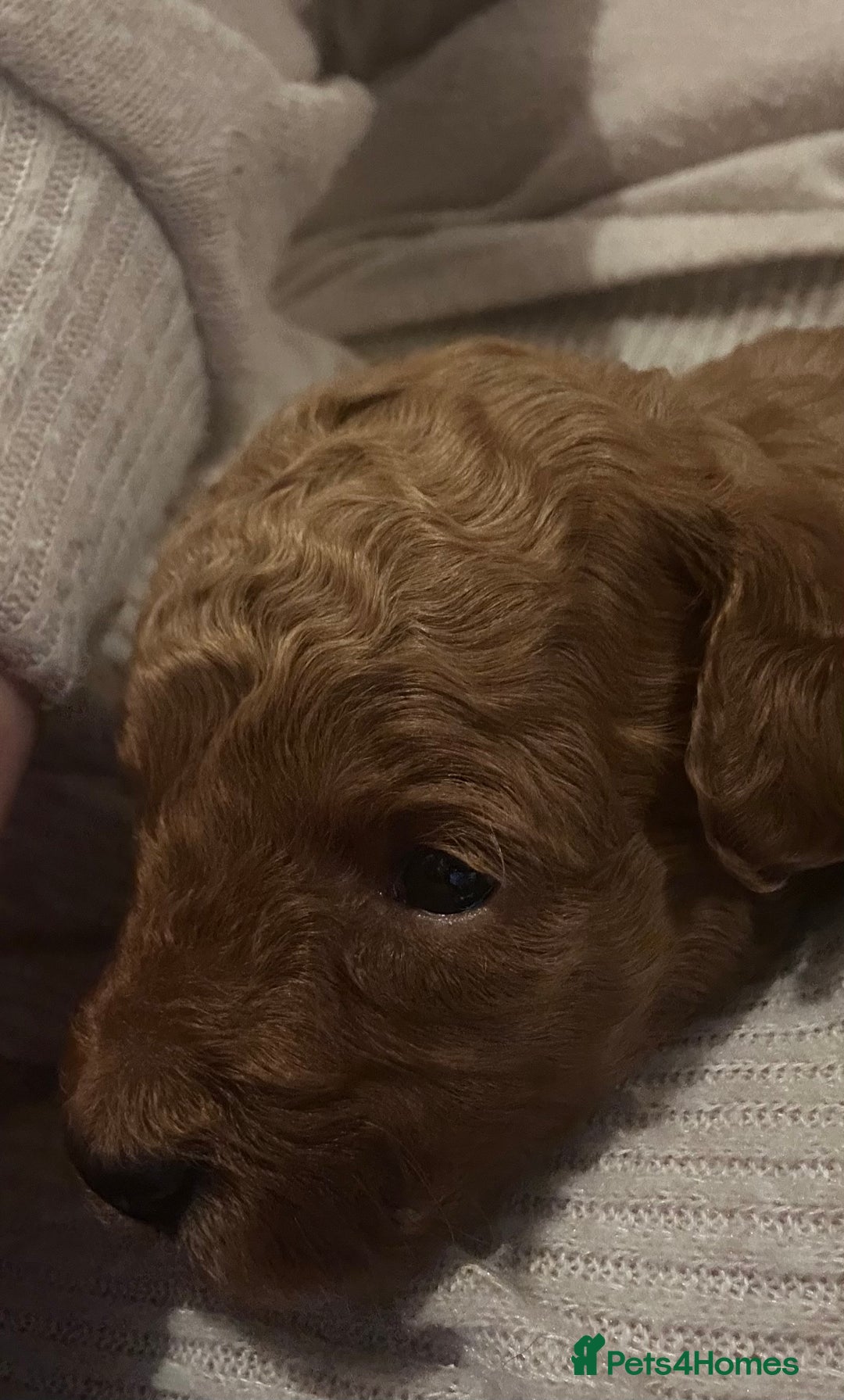 Toy Poodle dogs for sale: 2 TINY BOYS LEFT kc registered deep red toy poodle - Advert 35