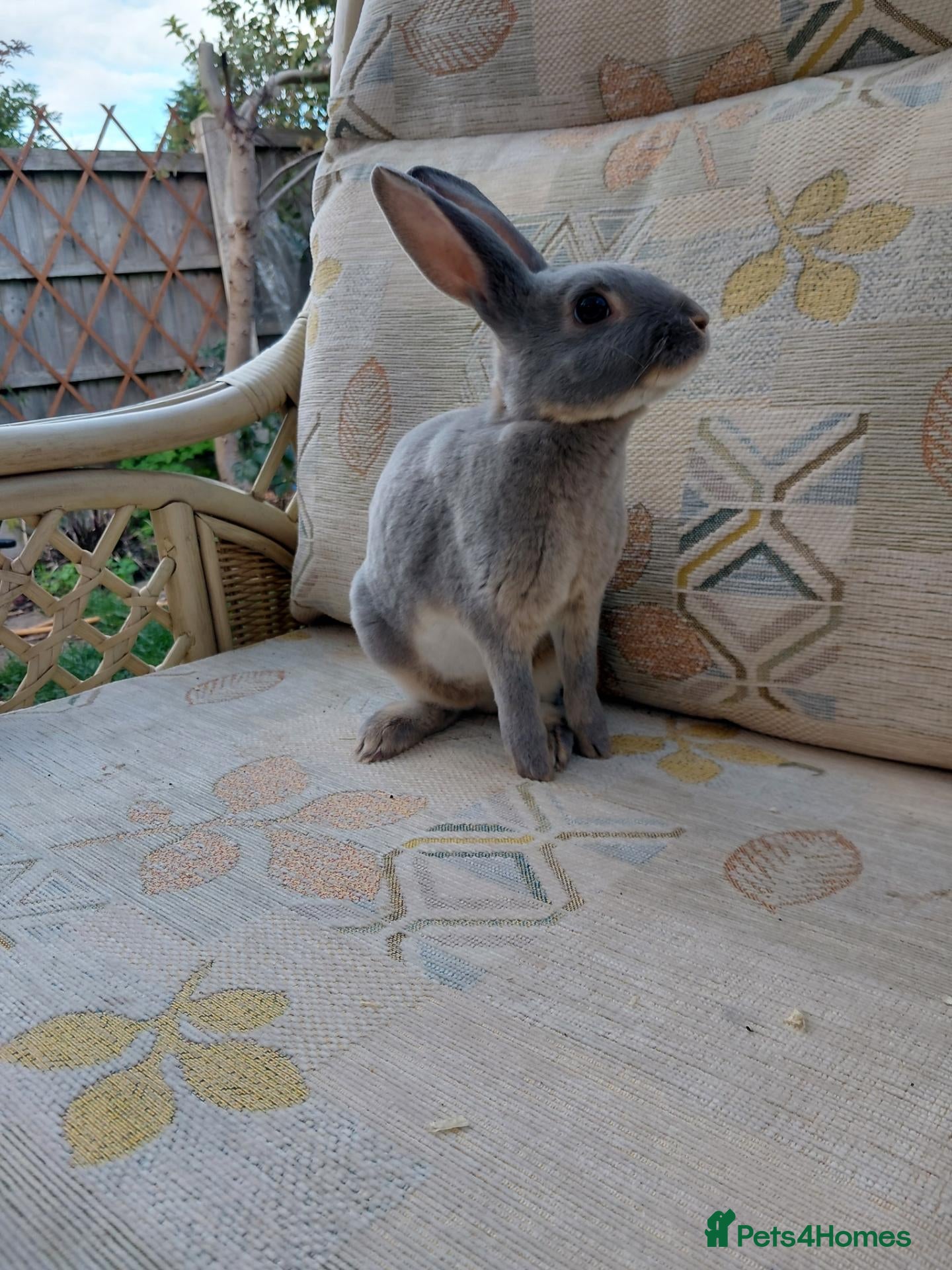 Rex rabbits Last rex boy ready 6th October  - Advert 15