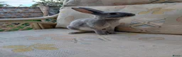 Rex rabbits for sale: Lilac otter girl  - Advert 1