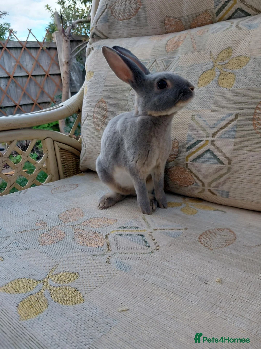 Rex rabbits for sale: Lilac otter girl  - Advert 1