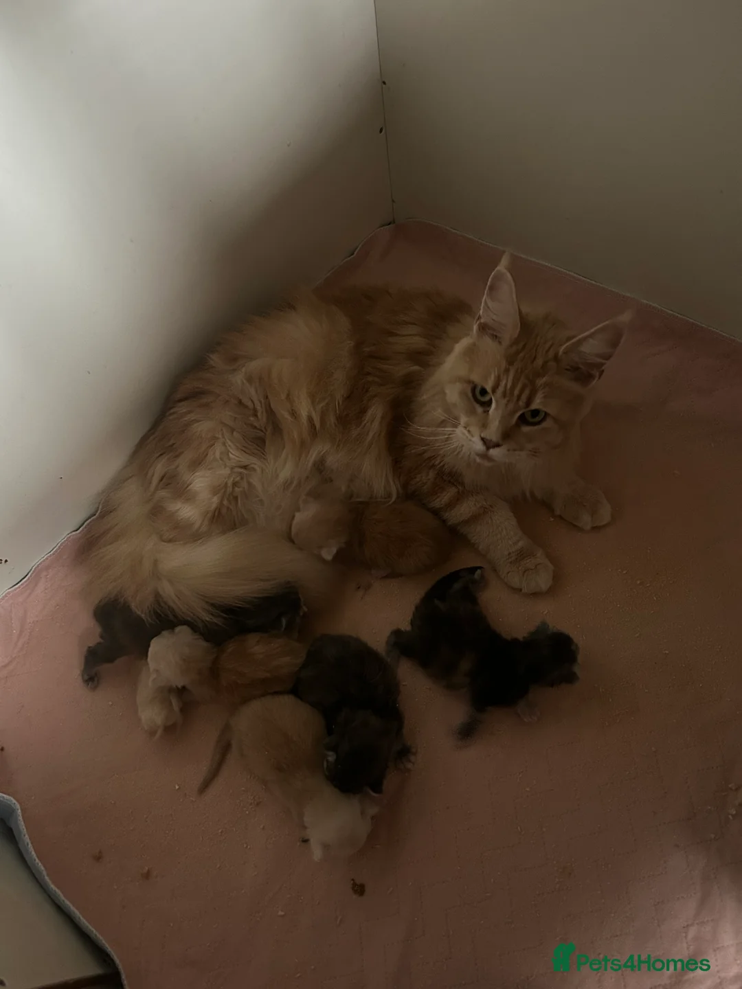 Maine Coon cats for sale: Tica registered male kittens  - Advert 13