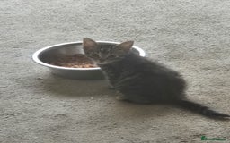 American Shorthair cats for sale: Caramel beautiful 2 year cat - Image 16