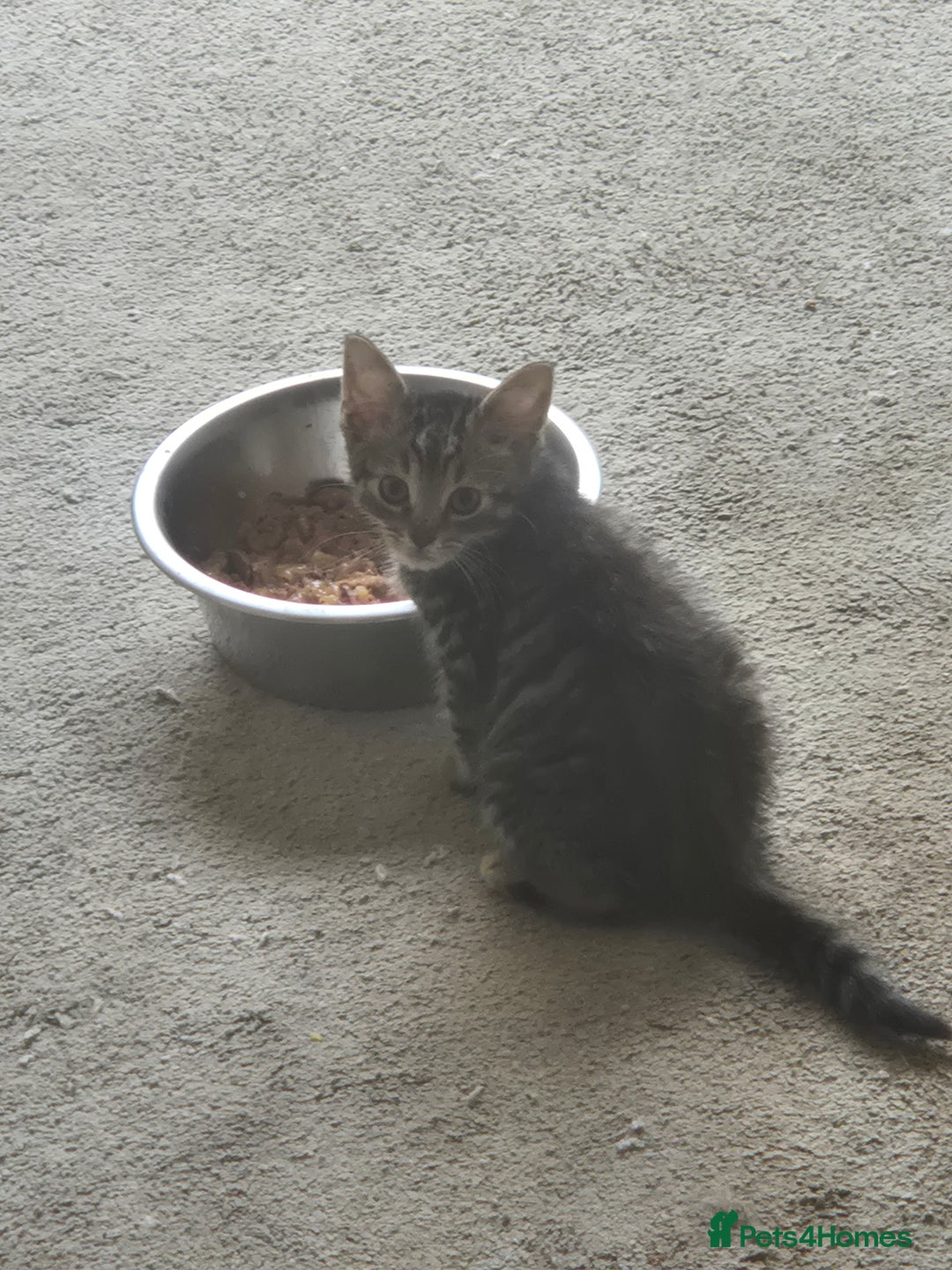 American Shorthair cats for sale: Caramel beautiful 2 year cat - Image 16