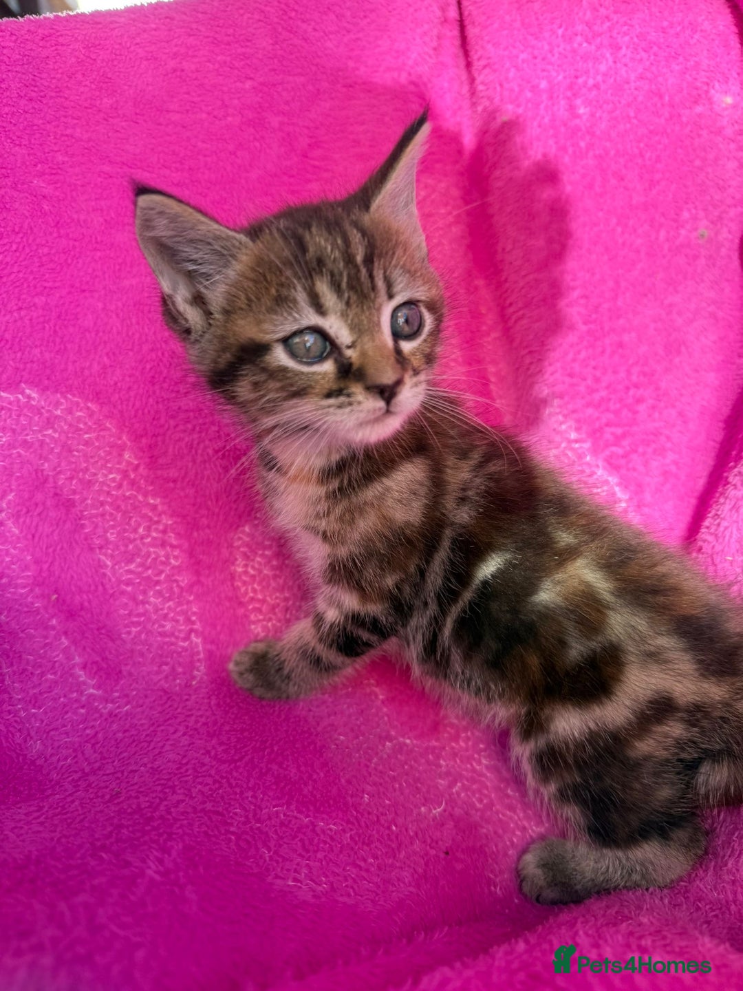 Maine Coon cats for sale: Beautiful Maine Coon Cross Kittens  - Image 30