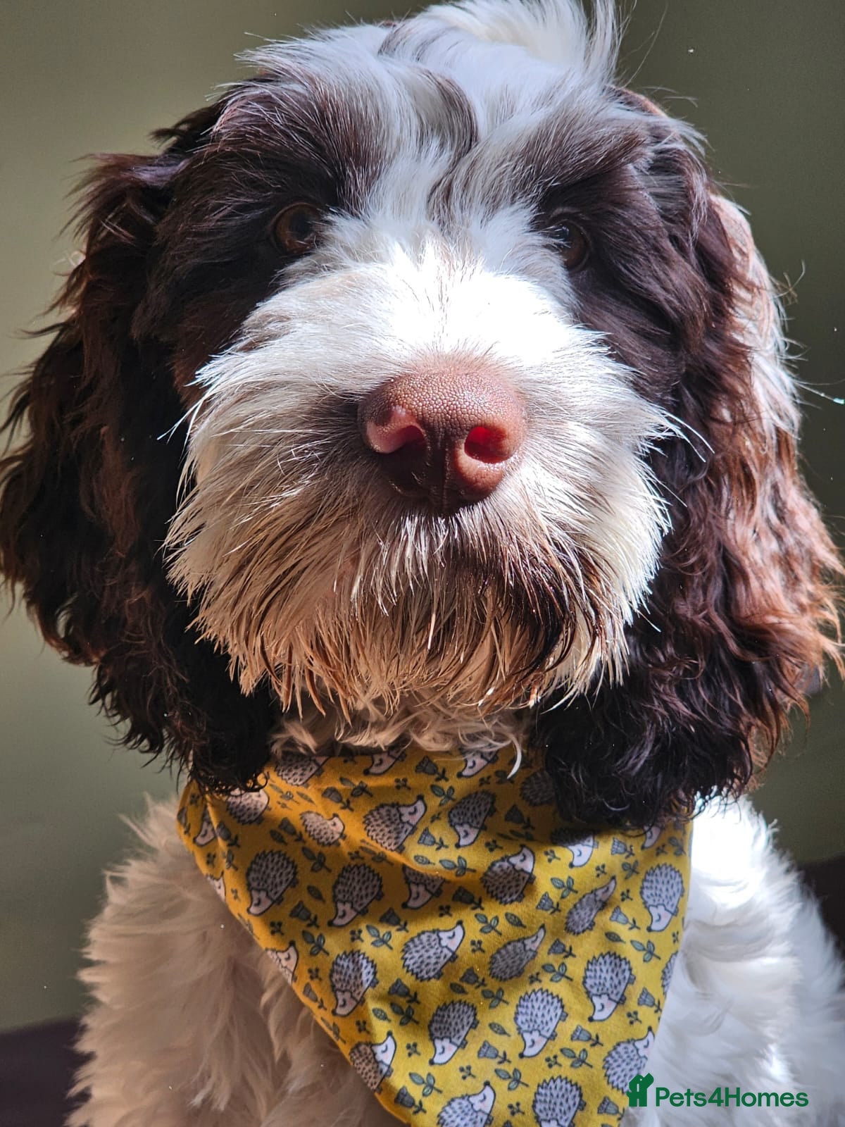 Cockapoo dogs 1 year old Cockapoo looking for new 🏡 - Advert 6