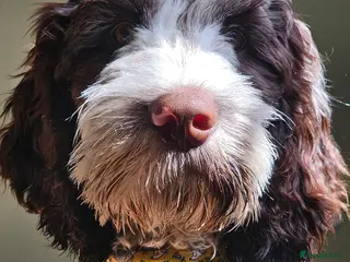 Cockapoo dogs 1 year old Cockapoo looking for new 🏡 - Advert 4