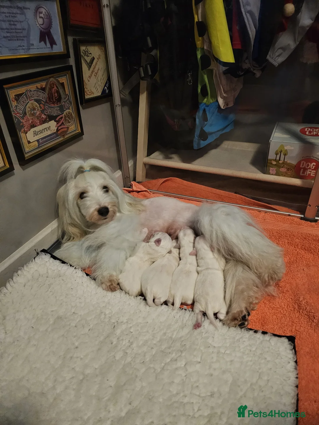 Coton De Tulear dogs for sale: Stunning puppy  - Advert 1