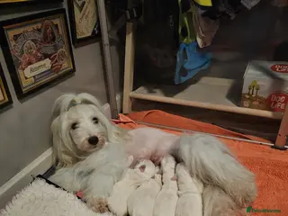 Coton De Tulear dogs Stunning puppy - Advert 1