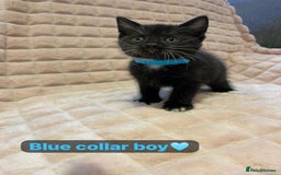 British Shorthair cats for sale: 7 stunning British shorthair cross kittens🩷🩵 - Image 18