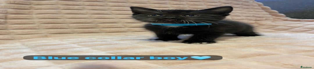 Blue collar-Boy