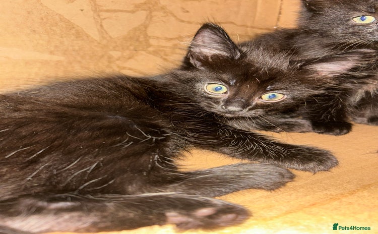 Mixed Breed cats - Advert 3
