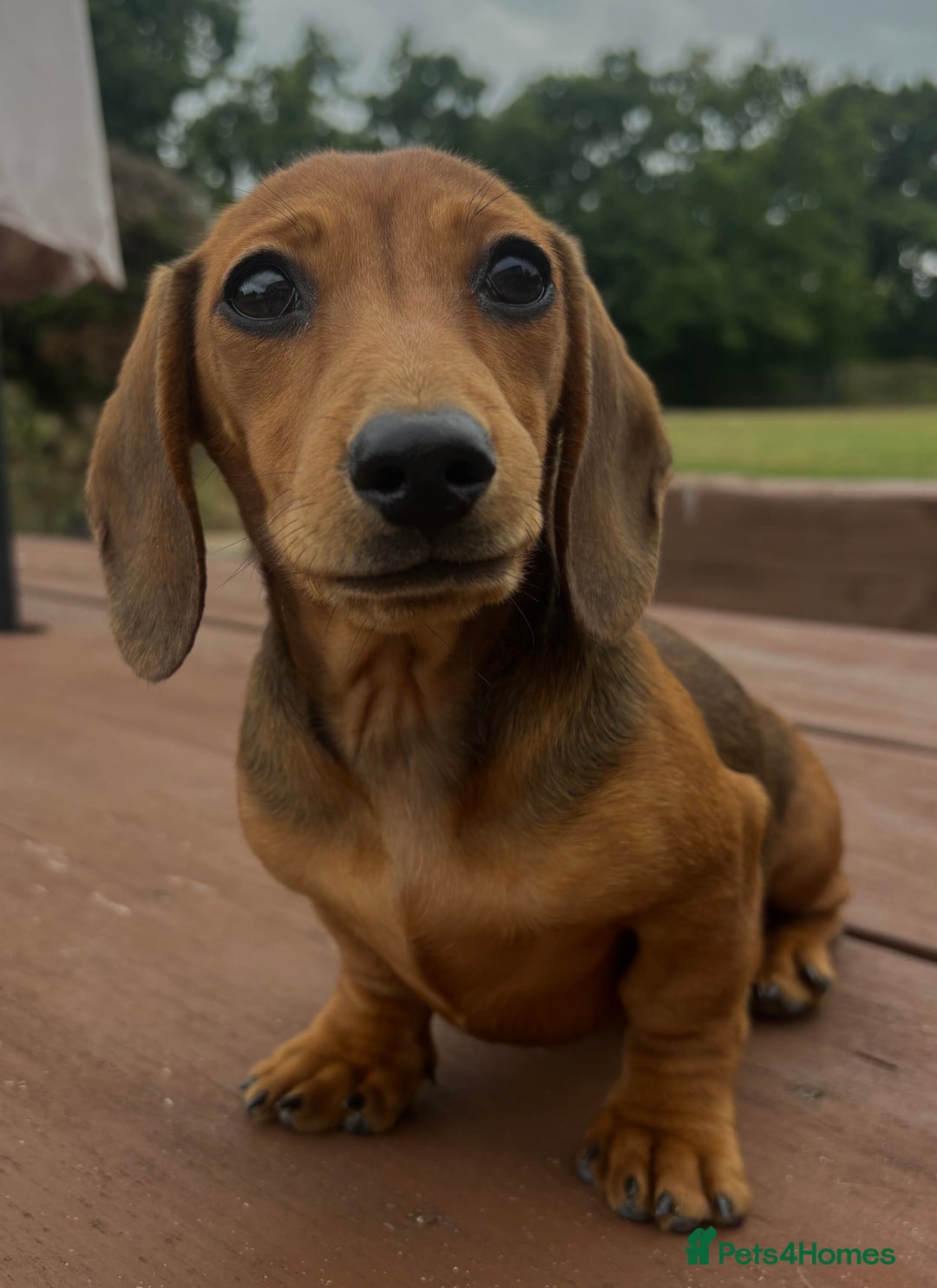 Dachshund dogs for sale: CHAMPION LINE KC REG MINI DACHSHUND GIRLS  - Image 19