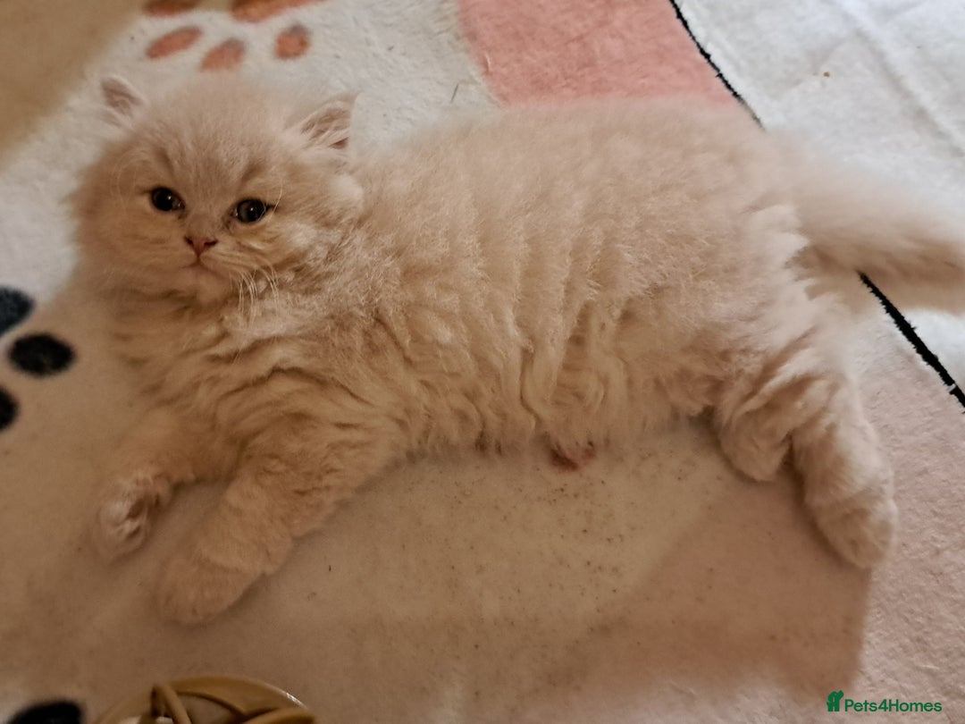 British Longhair cats for sale: Chunky BLH kitten.PET ONLY - Image 4