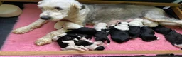 Old English Sheepdog dogs for sale: Stunning KC Registered Old English Sheepdog Pups - Advert 1
