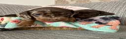 Miniature Dachshund dogs for sale: KC registered smooth haired mini dachshund puppies - Advert 17