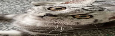 British Shorthair 1