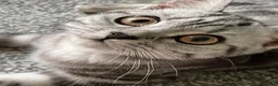 British Shorthair cats for sale: GCCF. BSH boy n girl..both spayed  - Advert 12