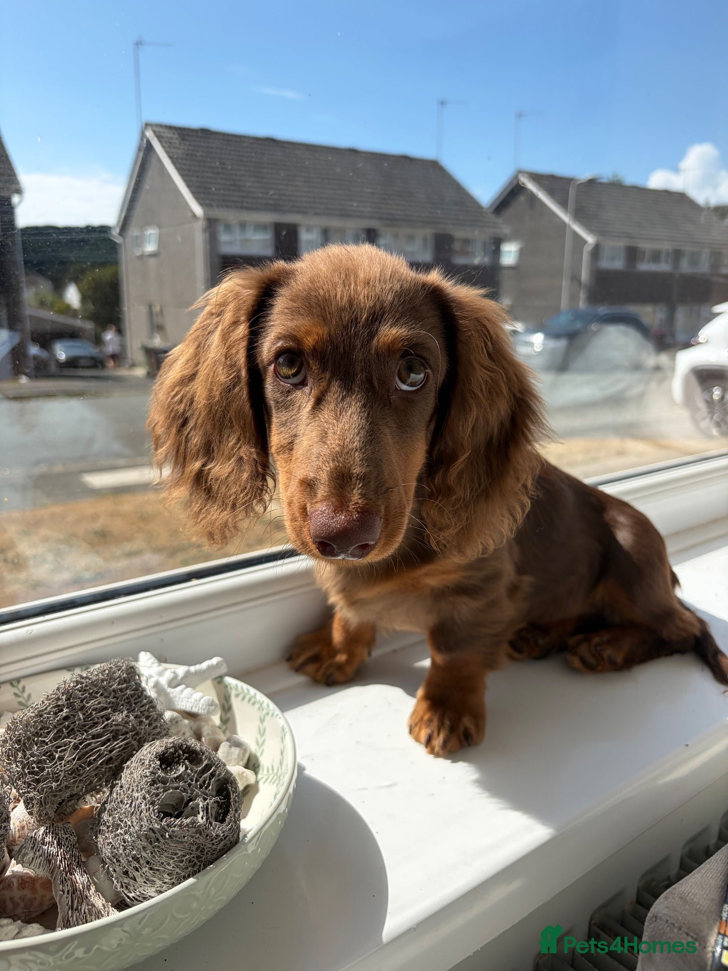 Miniature Dachshund dogs chocolate & tan longhair miniature dachshund  - Advert 9