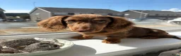 Miniature Dachshund dogs for sale: chocolate & tan longhair miniature dachshund  in Plymouth - Advert 1