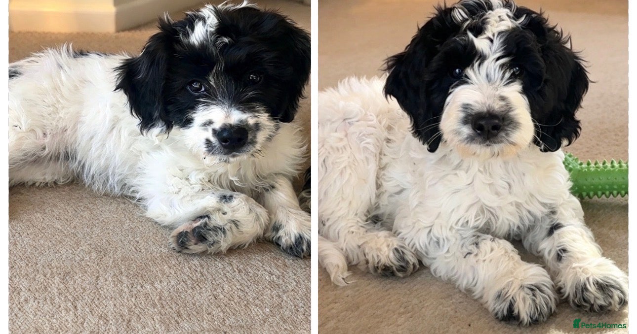 Sproodle dogs Rare Merle Sroodles Ready To Leave  - Advert 6