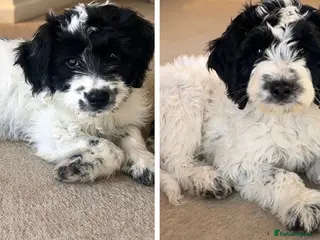 Sproodle dogs Rare Merle Sroodles Ready To Leave - Advert 6