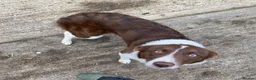 Border Collie dogs for sale: Gorgeous border collie puppies  - Advert 21