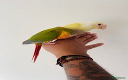 Conures birds for sale: Hand reared conures for sale  - Image 6