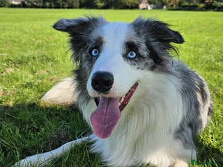 Border Collie dogs Proven tri blue Merle with two blue eyes in Darlington - Advert 11