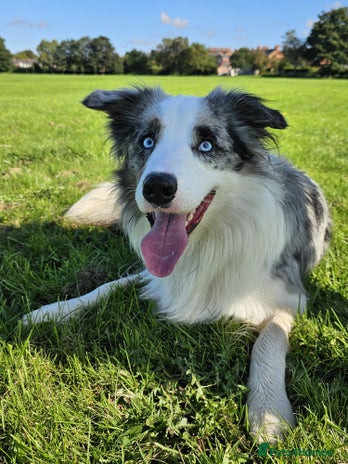Border Collie dogs Proven tri blue Merle with two blue eyes in Darlington - Advert 1