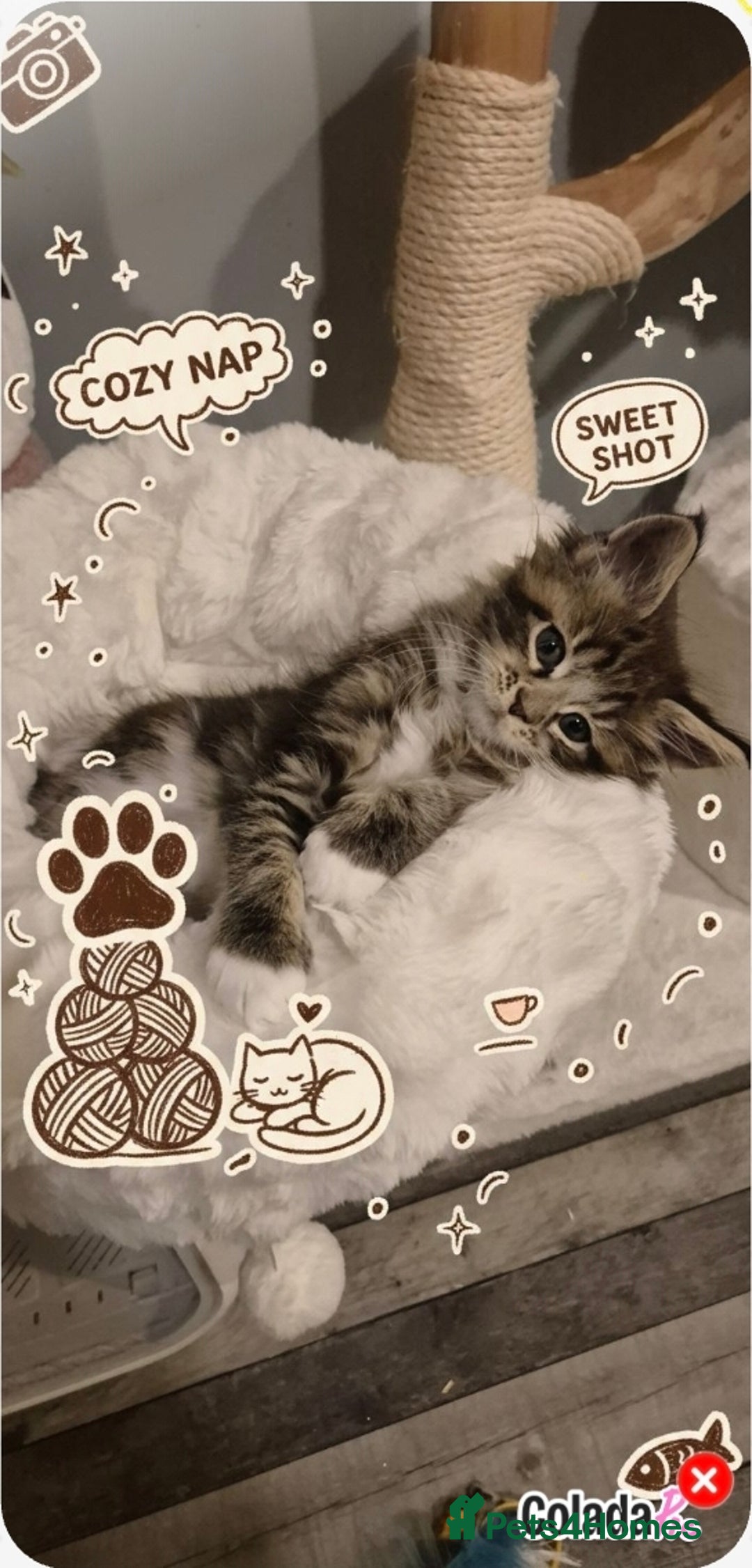 Maine Coon cats for sale: GCCF registered Pedigree Maine Coon Kittens - Advert 37