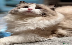Ragdoll cats for stud: 5 Pedigree TICA European Famous R-Bloodline  in London - Image 15