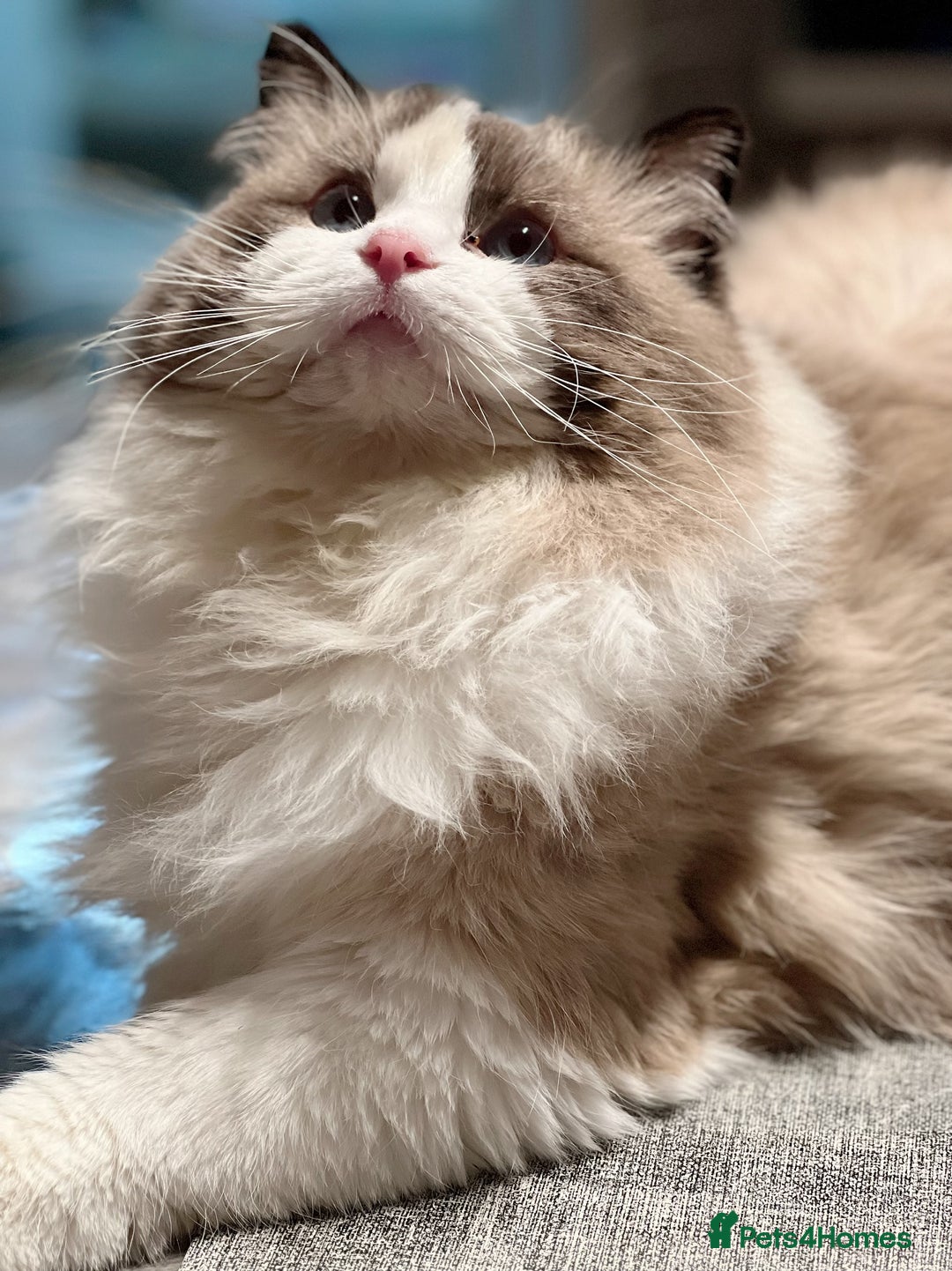 Ragdoll cats for stud: 5 Pedigree TICA European Famous R-Bloodline  in London - Image 15