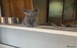 Russian Blue cats for sale: Pure Russian Blue Kittens  - Image 16