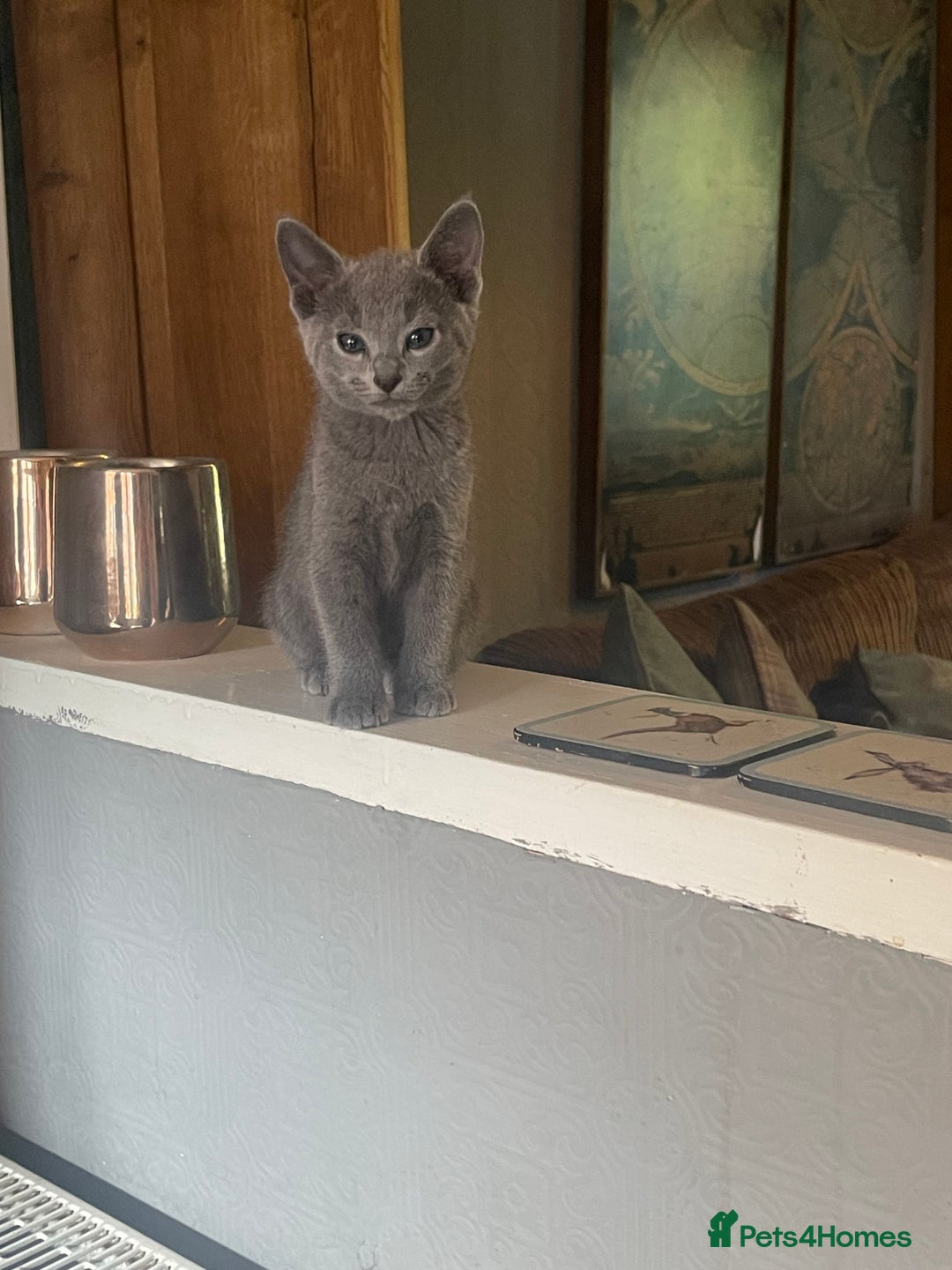Russian Blue cats for sale: Pure Russian Blue Kittens  - Image 16