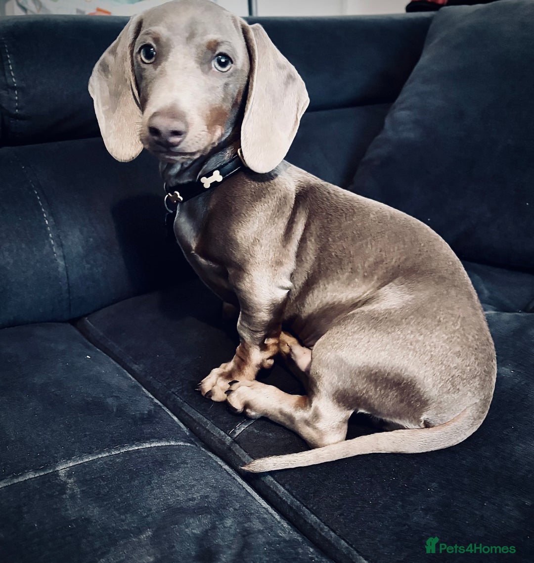Dachshund dogs for sale: 5month male dachshund  - Image 3