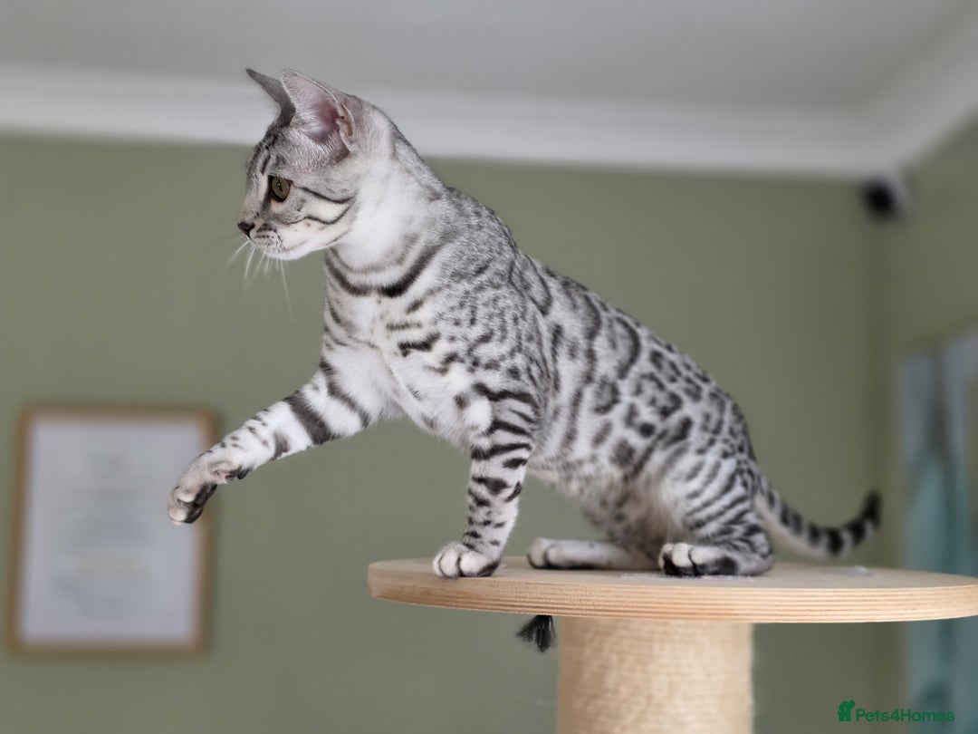 Bengal cats for sale: Silver Rosetted, Blue Silver Rosetted Bengal Girls - Image 15