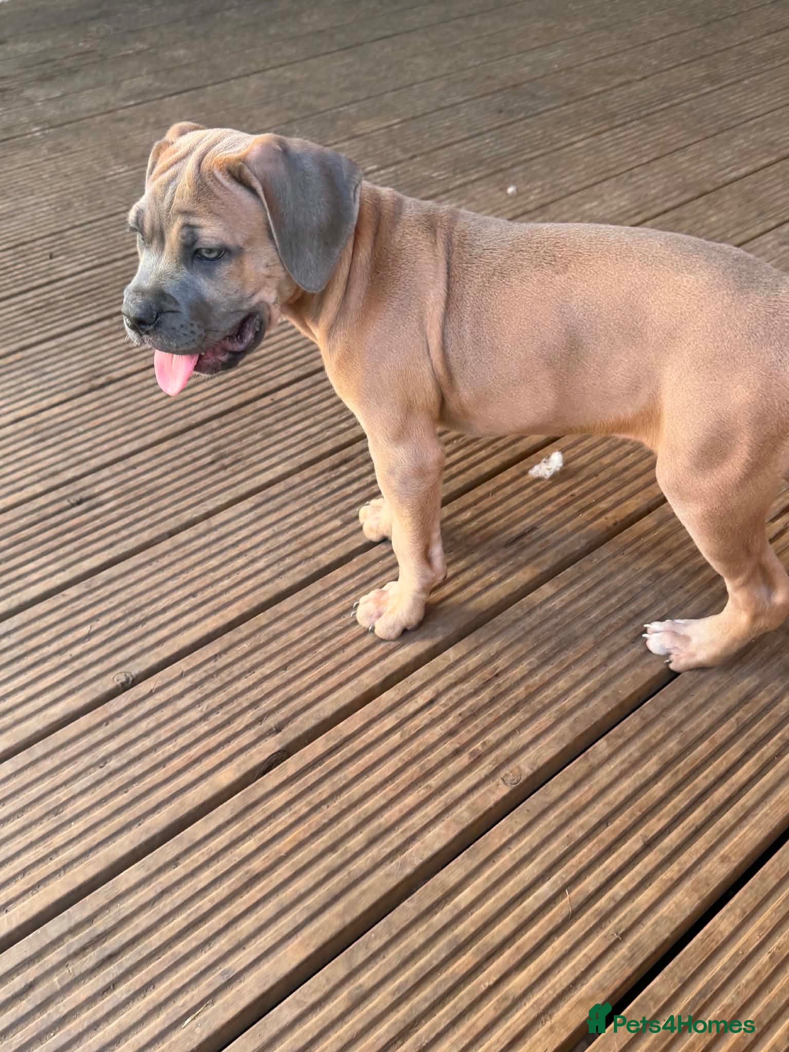 Cane Corso dogs Last stunning formentino girl left 😍 - Advert 1