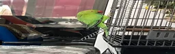 Ringnecks birds for sale: Tame male Indian ringneck - Advert 2