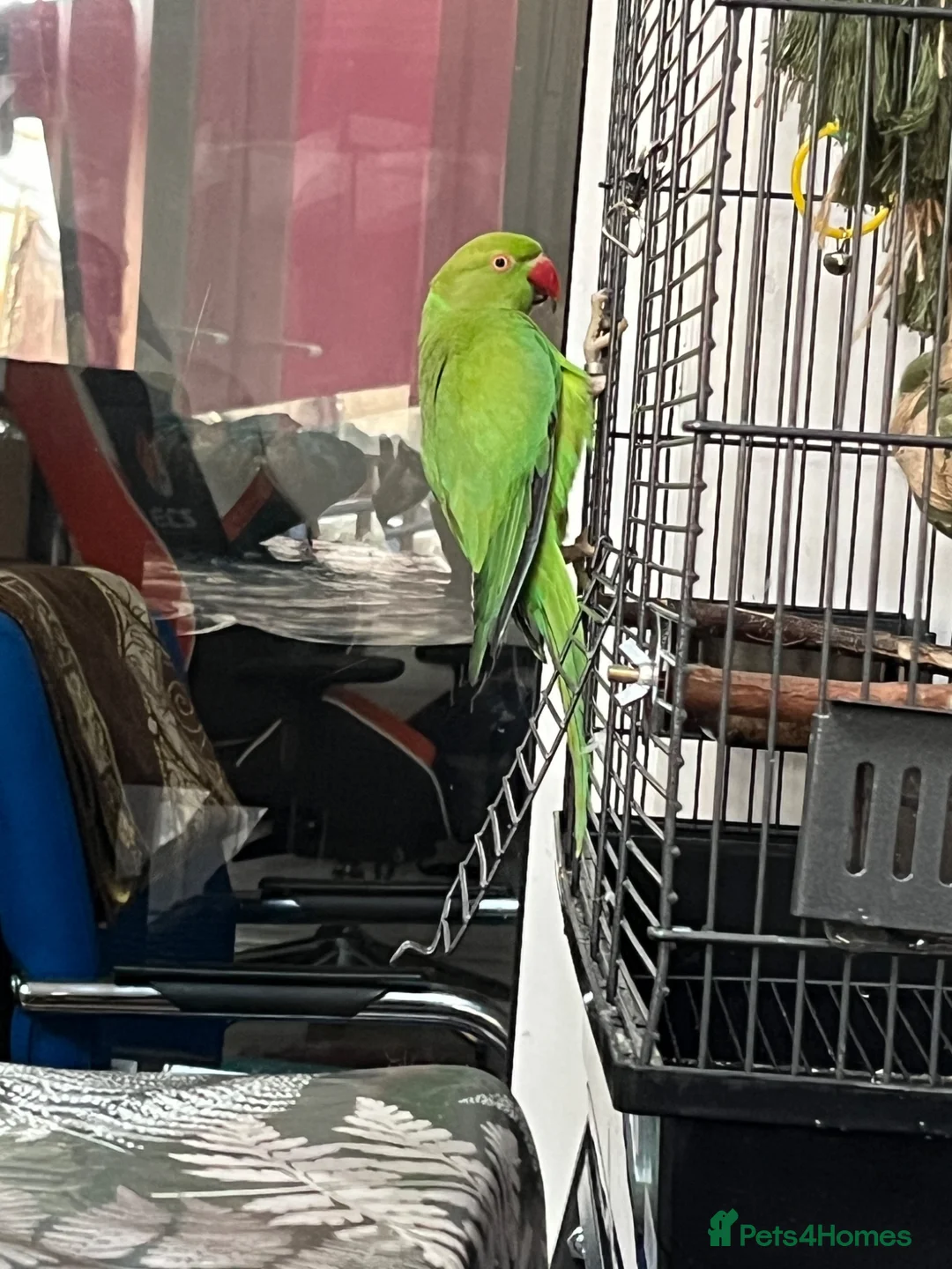Ringnecks birds for sale: Tame male Indian ringneck - Advert 2