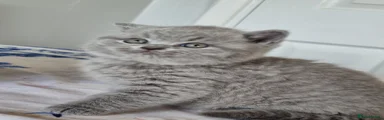 British Shorthair Kitten 1 