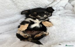 Chihuahua dogs for sale: Champion Line Chihuahua miniature puppies  - Image 12